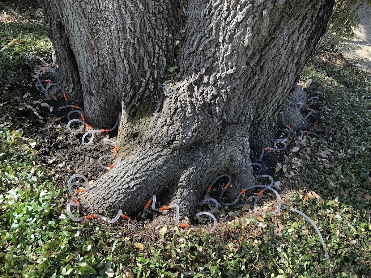 Detailed Tree Cabling and Bracing job site in Bonners Ferry