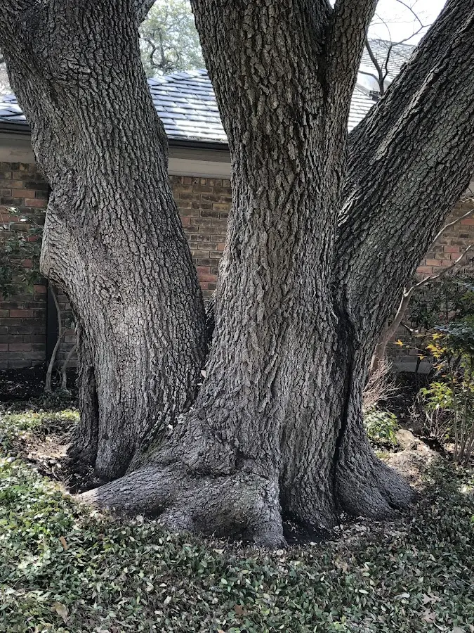 Mature heritage tree close to a Bonners Ferry property cared for by certified arborists
